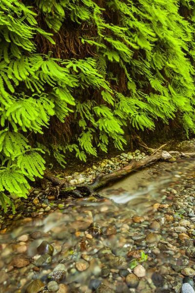 California, Redwoods NP Scenic of Fern Creek